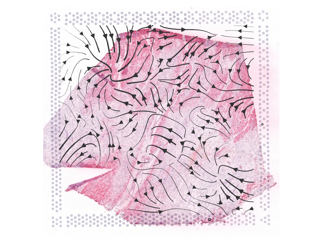 ../_images/notebooks_tutorial_run_cell_communication_commot_24_0.png
