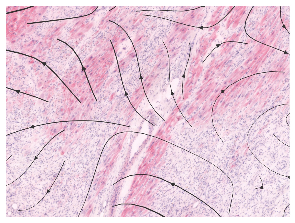 ../_images/notebooks_tutorial_run_cell_communication_commot_26_0.png